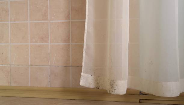 Best Attic Mold Removal  in Carolina Forest, SC