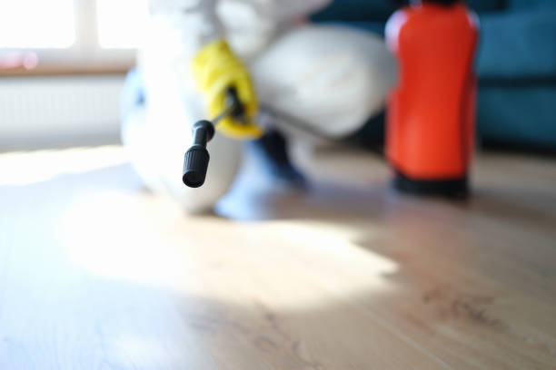 Best Mold Damage Restoration  in Carolina Forest, SC