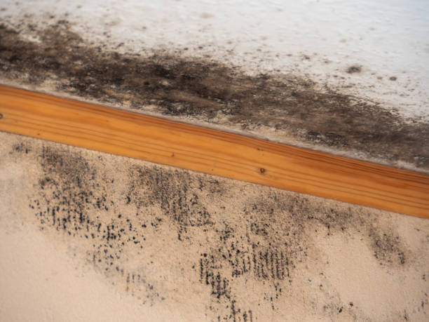 Best Comprehensive Air Testing for Mold Contaminants  in Carolina Forest, SC