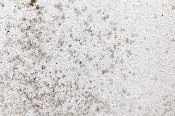 Best Forensic Mold Investigation  in Carolina Forest, SC
